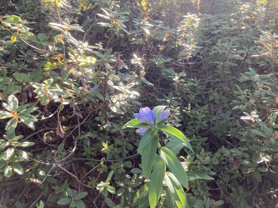 リンドウ札幌Flower樽前山登山お花畑-東山コース2023年9月3日