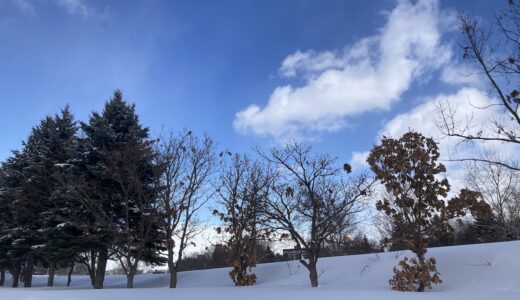 Winter Tree