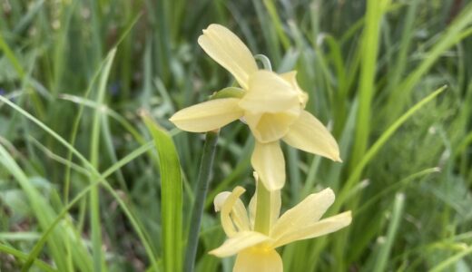 Daffodil Flowers Blooming in Sapporo