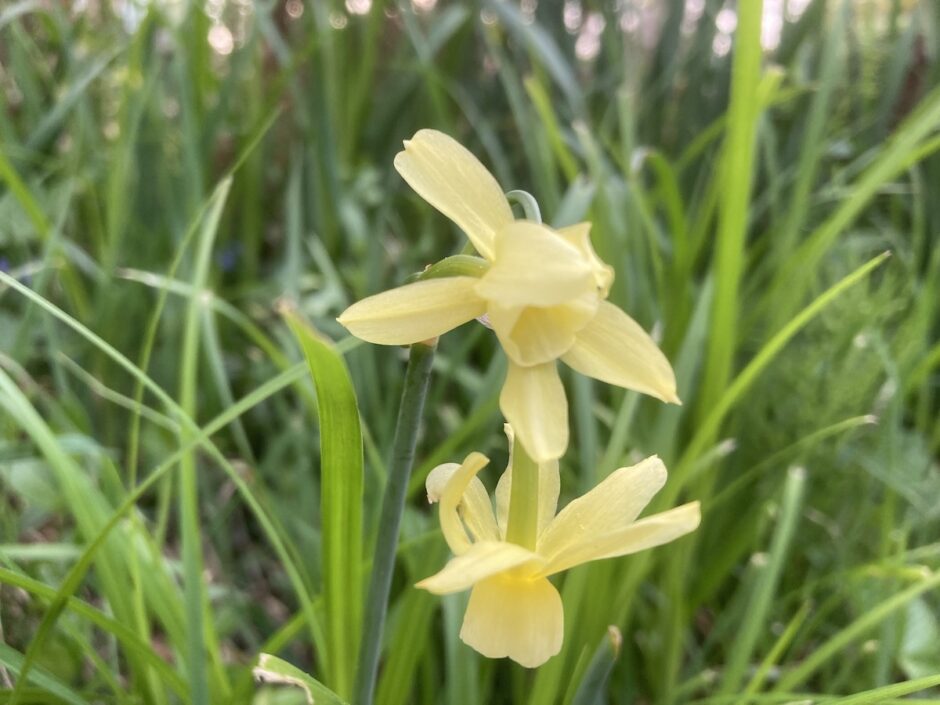 20240510sapporo-flowers-blooming