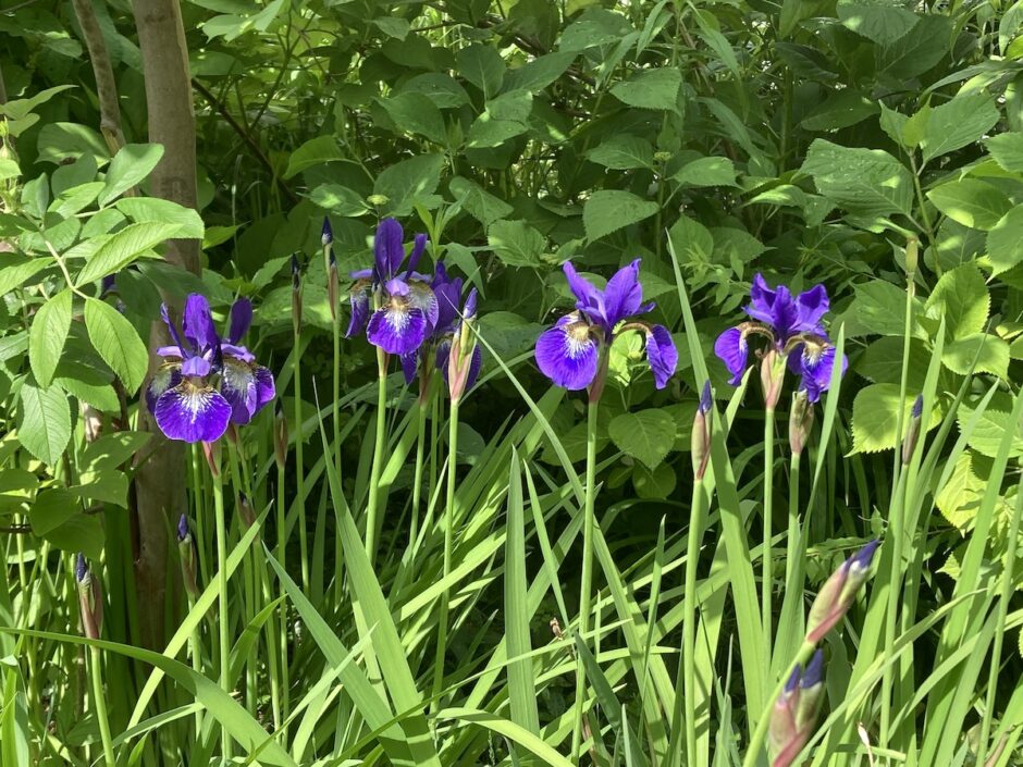 20240610札幌でアヤメが開花