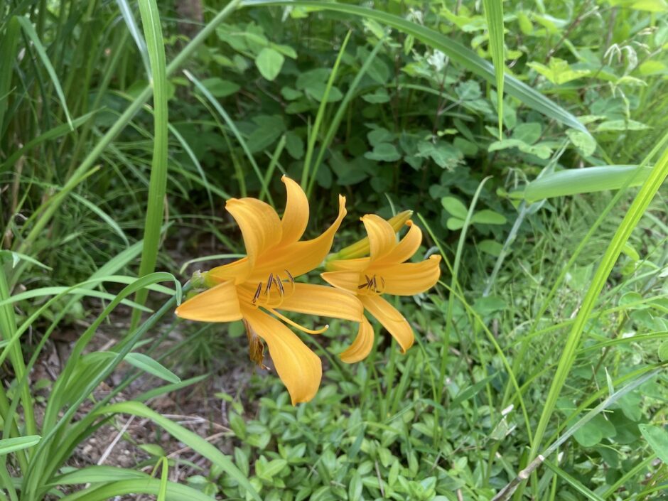 ニッコウキスゲが札幌で開花20240611