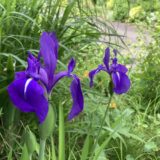 カキツバタが札幌で開花2014.06.11