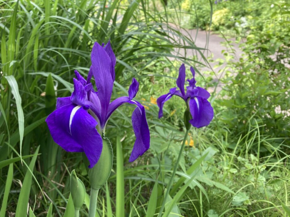 カキツバタが札幌で開花2014.06.11