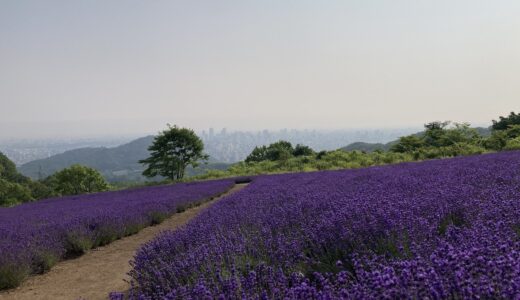 Lavender blooming in Sapporo 2024/7/18