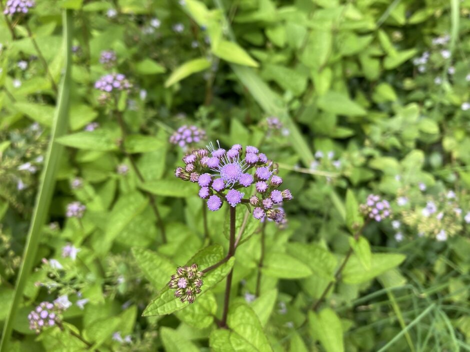 ユーパトリウム開花