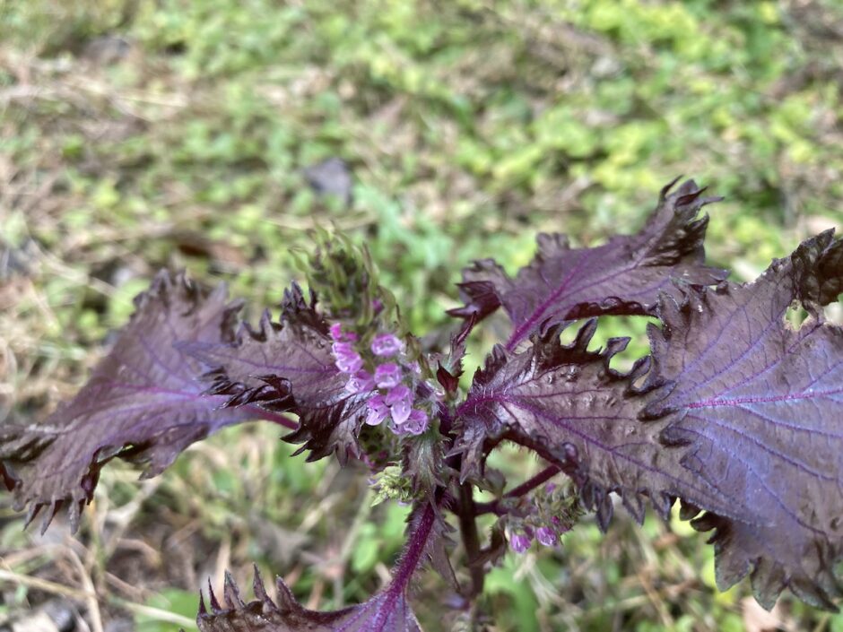 紫蘇の花