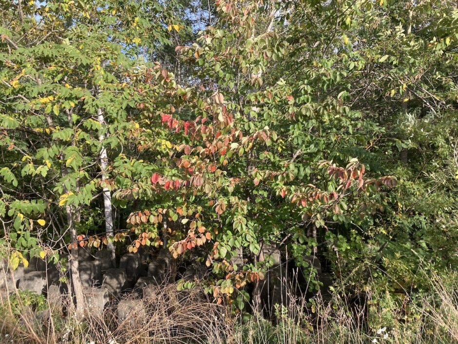 チシマザクラ系の桜が紅葉し始める 2024.09.26Sapporo