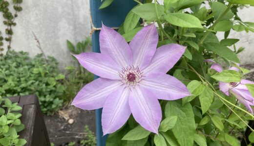 カザグルマ