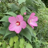 フヨウ 開花