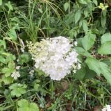ノリウツギが札幌で開花
