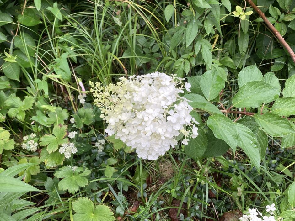 ノリウツギが札幌で開花