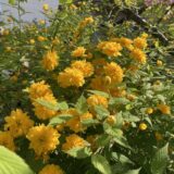 2025.5.16 ヤマブキ 札幌 北海道 Sapporo Hokkaido yellow 黄 ブライトトーン