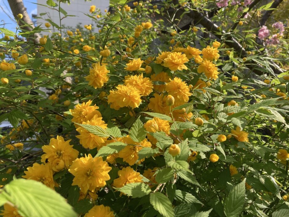 2025.5.16 ヤマブキ 札幌 北海道 Sapporo Hokkaido yellow 黄 ブライトトーン