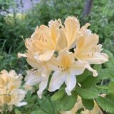 2025.6.2 エゾレンゲツツジ 黄色 イエロー Sapporo 札幌